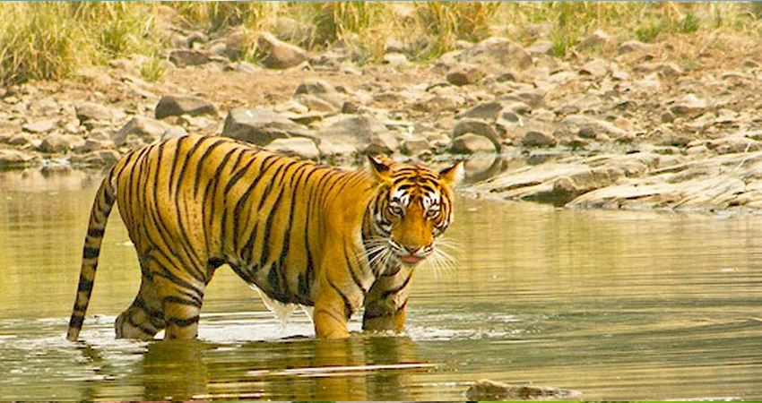 rajasthan wildlife tour packages