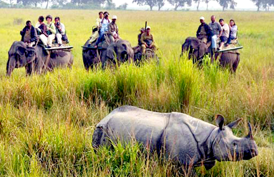 assam-wildlife