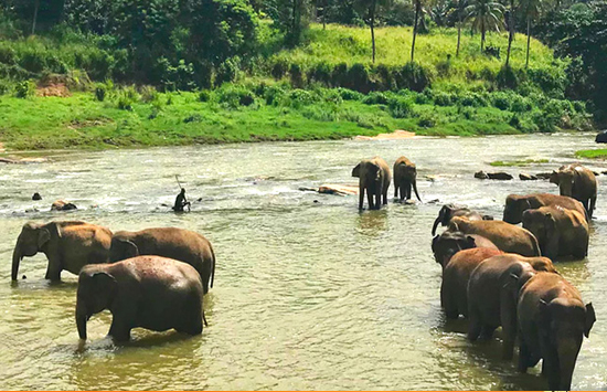 south india wildlife